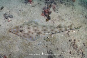 Zanzibar Guitarfish, Acroteriobatus zanzibarensis. Formerly Rhinobatos zanzibarensis. Wasini Island, Kenya, Indian Ocean.