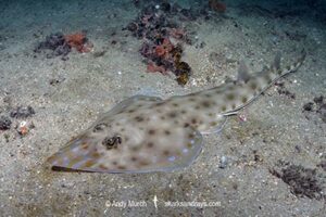 Zanzibar Guitarfish, Acroteriobatus zanzibarensis. Formerly Rhinobatos zanzibarensis. Wasini Island, Kenya, Indian Ocean.