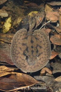 stingray inhabiting leaf-litter filled channels in the mid to upper Rio Negro and it's tributaries. Rio Jauaperi, Brazilian Amazon.