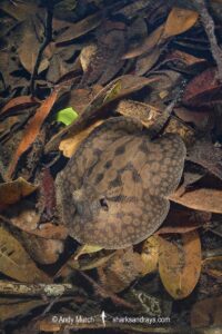 stingray inhabiting leaf-litter filled channels in the mid to upper Rio Negro and it's tributaries. Rio Jauaperi, Brazilian Amazon.