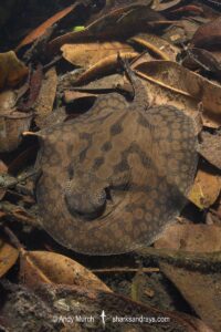 stingray inhabiting leaf-litter filled channels in the mid to upper Rio Negro and it's tributaries. Rio Jauaperi, Brazilian Amazon.
