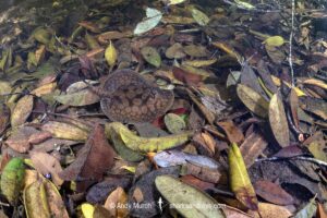 stingray inhabiting leaf-litter filled channels in the mid to upper Rio Negro and it's tributaries. Rio Jauaperi, Brazilian Amazon.