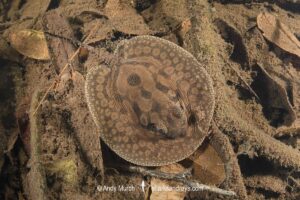 stingray inhabiting leaf-litter filled channels in the mid to upper Rio Negro and it's tributaries. Rio Jauaperi, Brazilian Amazon.
