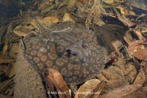 stingray inhabiting leaf-litter filled channels in the mid to upper Rio Negro and it's tributaries. Rio Jauaperi, Brazilian Amazon.
