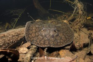 stingray inhabiting leaf-litter filled channels in the mid to upper Rio Negro and it's tributaries. Rio Jauaperi, Brazilian Amazon.