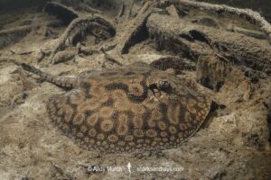 stingray inhabiting leaf-litter filled channels in the mid to upper Rio Negro and it's tributaries. Rio Jauaperi, Brazilian Amazon.