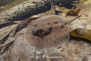 stingray inhabiting leaf-litter filled channels in the mid to upper Rio Negro and it's tributaries. Rio Jauaperi, Brazilian Amazon.