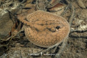 stingray inhabiting leaf-litter filled channels in the mid to upper Rio Negro and it's tributaries. Rio Jauaperi, Brazilian Amazon.