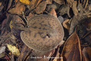 stingray inhabiting leaf-litter filled channels in the mid to upper Rio Negro and it's tributaries. Rio Jauaperi, Brazilian Amazon.
