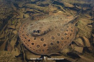 Ocellate River Stingray, Potamotrygon motoro. Aka Peacock River Stingray. Rio Jauaperi, Amazonia, Brazil.