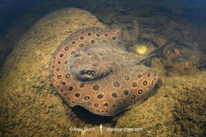 Ocellate River Stingray, Potamotrygon motoro. Aka Peacock River Stingray. Rio Jauaperi, Amazonia, Brazil.