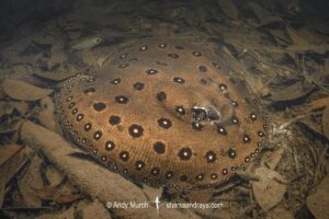 Ocellate River Stingray, Potamotrygon motoro. Aka Peacock River Stingray. Rio Jauaperi, Amazonia, Brazil.