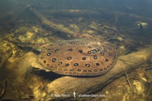 Ocellate River Stingray, Potamotrygon motoro. Aka Peacock River Stingray. Rio Jauaperi, Amazonia, Brazil.
