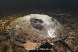 Ocellate River Stingray, Potamotrygon motoro. Aka Peacock River Stingray. Rio Jauaperi, Amazonia, Brazil.