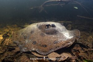 Ocellate River Stingray, Potamotrygon motoro. Aka Peacock River Stingray. Rio Jauaperi, Amazonia, Brazil.