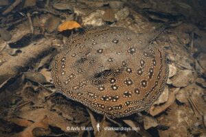 Ocellate River Stingray, Potamotrygon motoro. Aka Peacock River Stingray. Rio Jauaperi, Amazonia, Brazil.