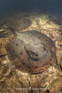 Ocellate River Stingray, Potamotrygon motoro. Aka Peacock River Stingray. Rio Jauaperi, Amazonia, Brazil.