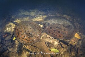 Ocellate River Stingray, Potamotrygon motoro. Aka Peacock River Stingray. Rio Jauaperi, Amazonia, Brazil.