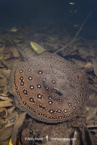 Ocellate River Stingray, Potamotrygon motoro. Aka Peacock River Stingray. Rio Jauaperi, Amazonia, Brazil.
