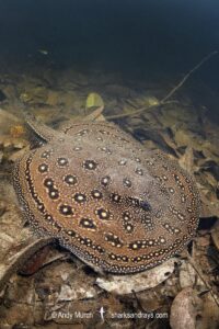 Ocellate River Stingray, Potamotrygon motoro. Aka Peacock River Stingray. Rio Jauaperi, Amazonia, Brazil.