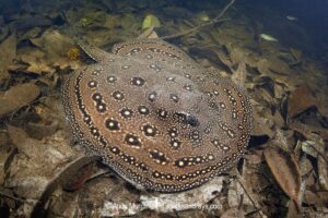 Ocellate River Stingray, Potamotrygon motoro. Aka Peacock River Stingray. Rio Jauaperi, Amazonia, Brazil.