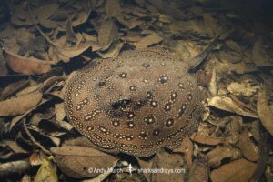 Ocellate River Stingray, Potamotrygon motoro. Aka Peacock River Stingray. Rio Jauaperi, Amazonia, Brazil.