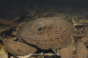 Ocellate River Stingray, Potamotrygon motoro. Aka Peacock River Stingray. Rio Jauaperi, Amazonia, Brazil.
