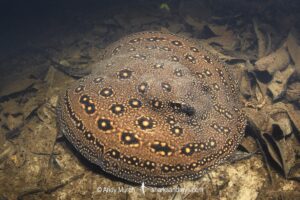 Ocellate River Stingray, Potamotrygon motoro. Aka Peacock River Stingray. Rio Jauaperi, Amazonia, Brazil.