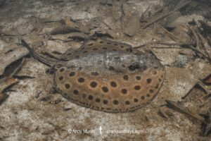 Ocellate River Stingray, Potamotrygon motoro. Aka Peacock River Stingray. Displaying black spots without yellow centres typical of rays from the Rio Branco region. Rio Jauaperi, Amazonia, Brazil.