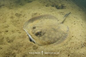 Smoothback River Stingray, Potamotrygon orbignyi. Aka reticulated freshwater stingray. Rio Xingu, Amazon, Brazil.
