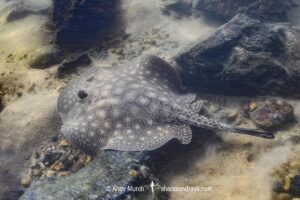 Smoothback River Stingray, Potamotrygon orbignyi. Aka reticulated freshwater stingray. Rio Xingu, Amazon, Brazil.