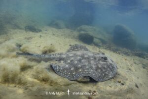Smoothback River Stingray, Potamotrygon orbignyi. Aka reticulated freshwater stingray. Rio Xingu, Amazon, Brazil.