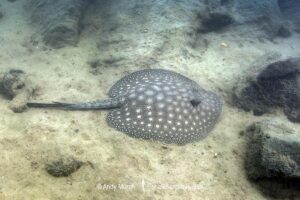 Smoothback River Stingray, Potamotrygon orbignyi. Aka reticulated freshwater stingray. Rio Xingu, Amazon, Brazil.