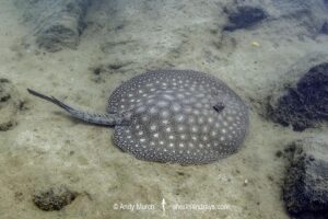 Smoothback River Stingray, Potamotrygon orbignyi. Aka reticulated freshwater stingray. Rio Xingu, Amazon, Brazil.