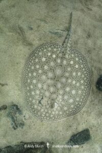 Smoothback River Stingray, Potamotrygon orbignyi. Aka reticulated freshwater stingray. Rio Xingu, Amazon, Brazil.