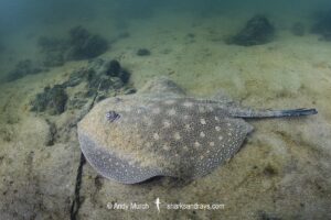 Smoothback River Stingray, Potamotrygon orbignyi. Aka reticulated freshwater stingray. Rio Xingu, Amazon, Brazil.