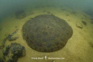 Xingu Discus Ray, Paratrygon sp.