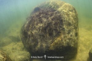 Xingu Discus Ray, Paratrygon sp.