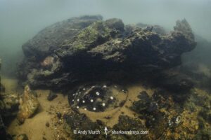 Xingu River Stingray, Potamotrygon Leopoldi. Rio Xingu, Amazon, Brazil.