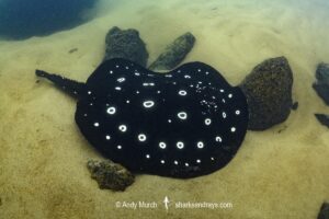 Xingu River Stingray, Potamotrygon Leopoldi. Rio Xingu, Amazon, Brazil.
