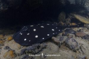 Xingu River Stingray, Potamotrygon Leopoldi. Rio Xingu, Amazon, Brazil.