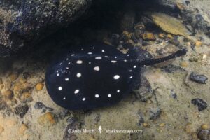 Xingu River Stingray, Potamotrygon Leopoldi. Rio Xingu, Amazon, Brazil.
