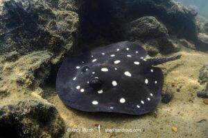 Xingu River Stingray, Potamotrygon Leopoldi. Rio Xingu, Amazon, Brazil.