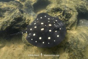 Xingu River Stingray, Potamotrygon Leopoldi. Rio Xingu, Amazon, Brazil.