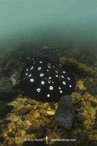 Xingu River Stingray, Potamotrygon Leopoldi. Rio Xingu, Amazon, Brazil.