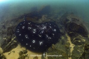 Xingu River Stingray, Potamotrygon Leopoldi. Rio Xingu, Amazon, Brazil.