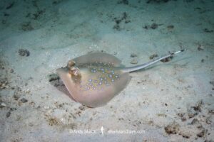 Indian Ocean Bluespotted Maskray, Neotrygon indica. Wasini Island, Kenya, Indian Ocean.