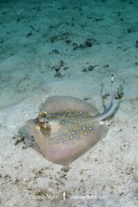 Indian Ocean Bluespotted Maskray, Neotrygon indica. Wasini Island, Kenya, Indian Ocean.