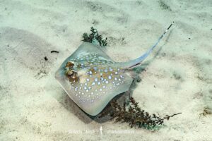 Indian Ocean Bluespotted Maskray, Neotrygon indica. Wasini Island, Kenya, Indian Ocean.