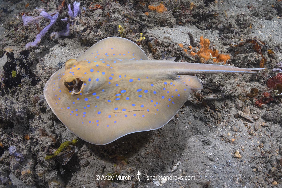 Bluespotted Fantail Ray. Taeniura lymma. Aka Bluespotted Ribbontail Ray. Wasini Island, Kenya, Indian Ocean.